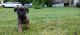 Mountain Cur Puppies for sale in Vernon Township, NJ, USA. price: NA
