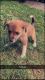 Mountain Cur Puppies for sale in Garrettsville, OH 44231, USA. price: NA