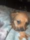 Mountain Cur Puppies for sale in Oskaloosa, IA 52577, USA. price: NA