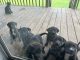 Mountain Cur Puppies for sale in Niota, TN 37826, USA. price: NA