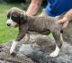 Mountain Cur Puppies for sale in LaFollette, TN, USA. price: NA