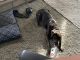 Mountain Cur Puppies for sale in Farmington Hills, MI, USA. price: NA
