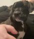 Mountain Cur Puppies for sale in Clarksville, TN, USA. price: NA