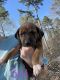 Mountain Cur Puppies for sale in Prattville, AL, USA. price: NA