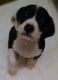 Mountain Cur Puppies for sale in Lineville, IA 50147, USA. price: NA