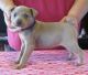 Mountain Cur Puppies for sale in Baywood-Los Osos, CA 93402, USA. price: NA