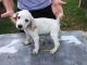 Mountain Cur Puppies for sale in Collinwood, TN 38450, USA. price: NA
