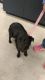 Mountain Cur Puppies for sale in Cincinnati, OH, USA. price: NA