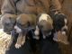 Mountain Cur Puppies for sale in Frenchburg, KY, USA. price: NA