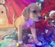 Mountain Cur Puppies for sale in Springfield, MO, USA. price: NA