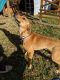 Mountain Cur Puppies for sale in Mt Orab, OH, USA. price: NA