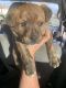 Mountain Cur Puppies for sale in Lathrop, CA, USA. price: NA