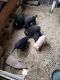 Mountain Cur Puppies for sale in Lexington, KY, USA. price: NA