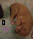 Mountain Cur Puppies for sale in Naples, TX 75568, USA. price: NA