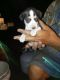 Mountain Feist Puppies for sale in Willow Spring, NC 27592, USA. price: $300