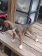 Mountain Feist Puppies for sale in Brooksville, FL 34601, USA. price: $300