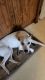 Mountain Feist Puppies for sale in Harrisonburg, VA, USA. price: $500