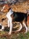 Mountain Feist Puppies for sale in Blairsville, GA 30512, USA. price: $350