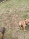 Mountain Feist Puppies for sale in Duncan, SC, USA. price: $100