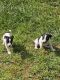 Mountain Feist Puppies for sale in Blairsville, GA 30512, USA. price: $500
