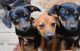 Mountain Feist Puppies for sale in Hendersonville, NC, USA. price: NA