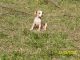 Mountain Feist Puppies for sale in AL-33, Moulton, AL, USA. price: NA