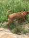 Mountain Feist Puppies for sale in Marshall, NC 28753, USA. price: $15