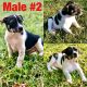 Mountain Feist Puppies for sale in Braselton, GA, USA. price: NA