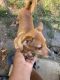 Mountain Feist Puppies for sale in 3229 Fairmeadow Dr, Horn Lake, MS 38637, USA. price: $200