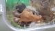 Mouse Rodents for sale in Cincinnati, OH, USA. price: NA