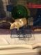 Mouse Rodents for sale in Bryant, AR, USA. price: NA