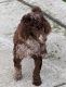 Moyen Poodle Puppies for sale in WV-27, Wellsburg, WV 26070, USA. price: $800