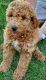 Moyen Poodle Puppies for sale in Iona, ID, USA. price: $1,200