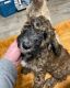 Moyen Poodle Puppies for sale in Chesapeake, VA, USA. price: NA