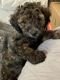 Moyen Poodle Puppies for sale in Chesapeake, VA, USA. price: $650