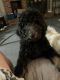 Moyen Poodle Puppies for sale in Chesapeake, VA, USA. price: $800