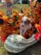 Moyen Poodle Puppies for sale in Newport, NH 03773, USA. price: $700