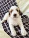 Moyen Poodle Puppies for sale in Leola, Leacock-Leola-Bareville, PA 17540, USA. price: $995