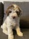 Moyen Poodle Puppies for sale in Cutler Bay, FL, USA. price: $2,500