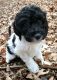 Moyen Poodle Puppies for sale in Ramsey, Minnesota. price: $950