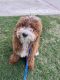 Moyen Poodle Puppies for sale in Dallas, Texas. price: $2,500