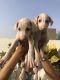 Mudhol Hound Puppies