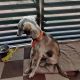 Mudhol Hound Puppies for sale in Kothanur, Bengaluru, Karnataka 560077, India. price: 15000 INR