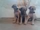 Mudhol Hound Puppies for sale in Bengaluru, Karnataka 560001, India. price: 8000 INR
