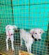 Mudhol Hound Puppies for sale in Hebri, Karnataka 576112, India. price: 8000 INR