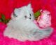 Munchkin Cats for sale in Lafayette, IN, USA. price: $2,000