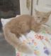 Munchkin Cats for sale in Coshocton, OH 43812, USA. price: NA
