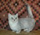 Munchkin Cats for sale in New York, NY 10011, USA. price: $700