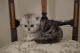 Munchkin Cats for sale in Concord, NH, USA. price: $650