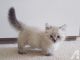 Munchkin Cats for sale in Chicago, IL 60614, USA. price: $699